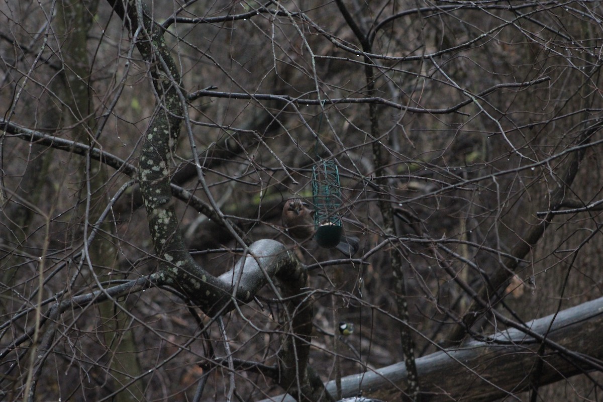 Eurasian Jay - ML646741322