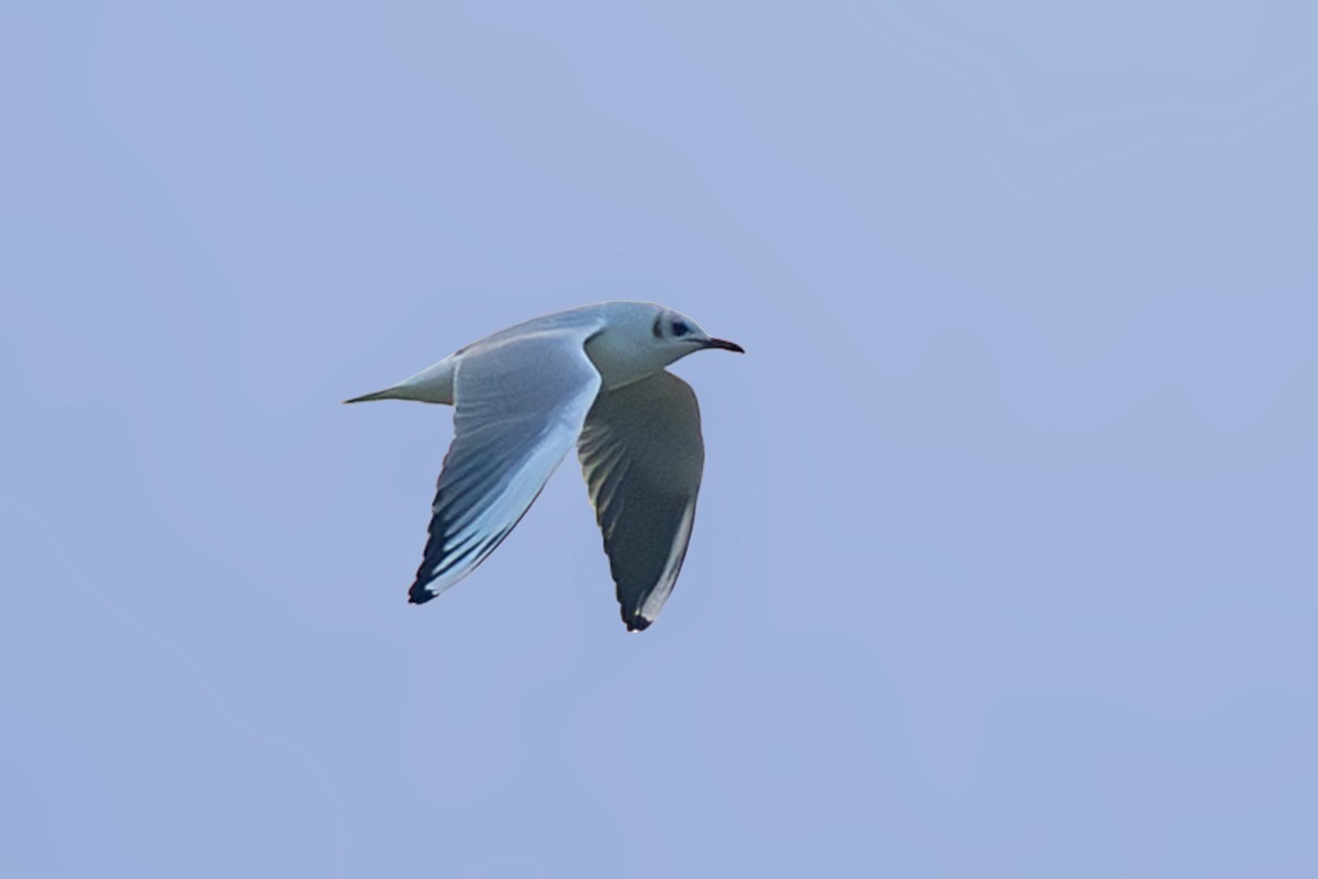 Black-headed Gull - ML646741323
