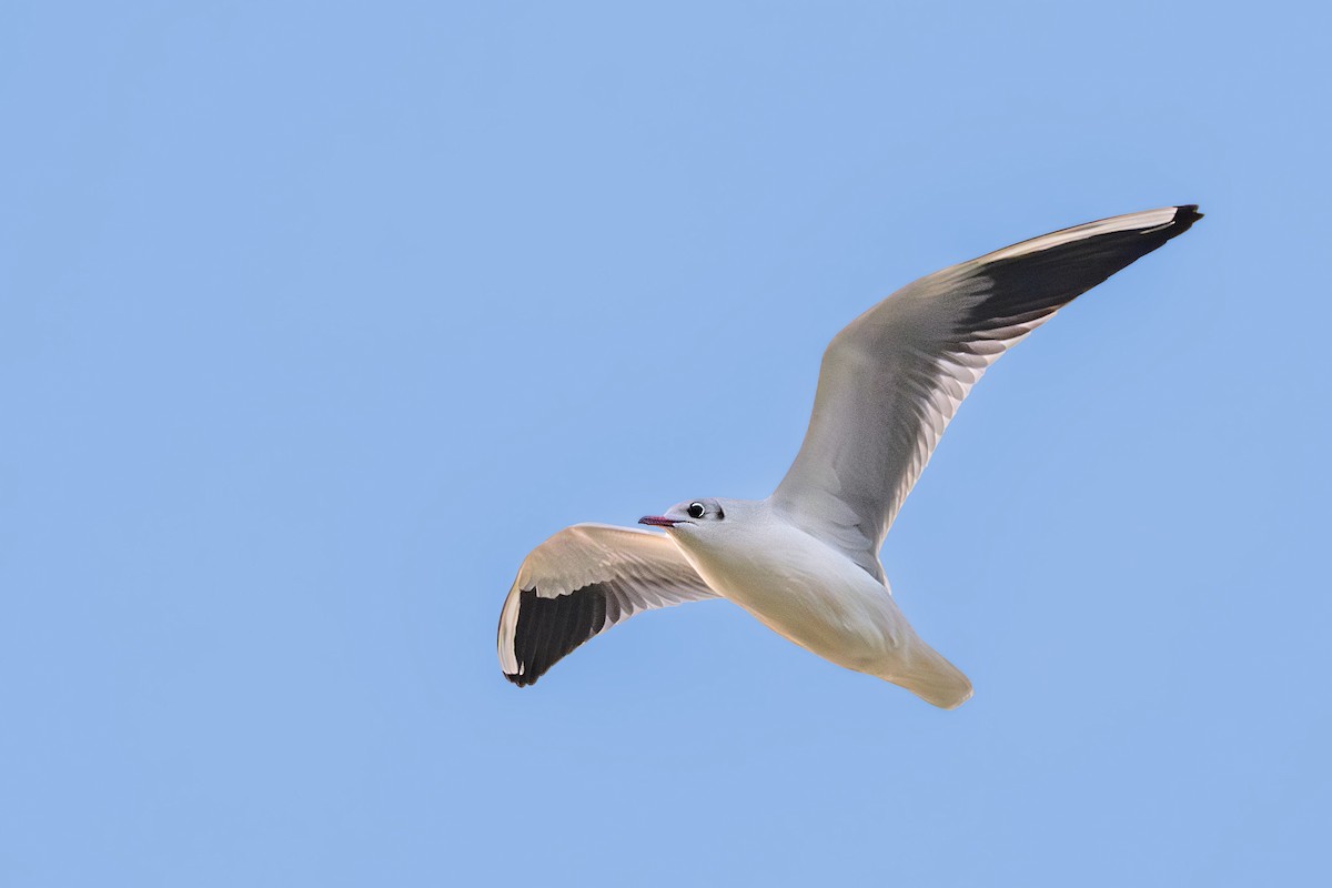 Black-headed Gull - ML646741324