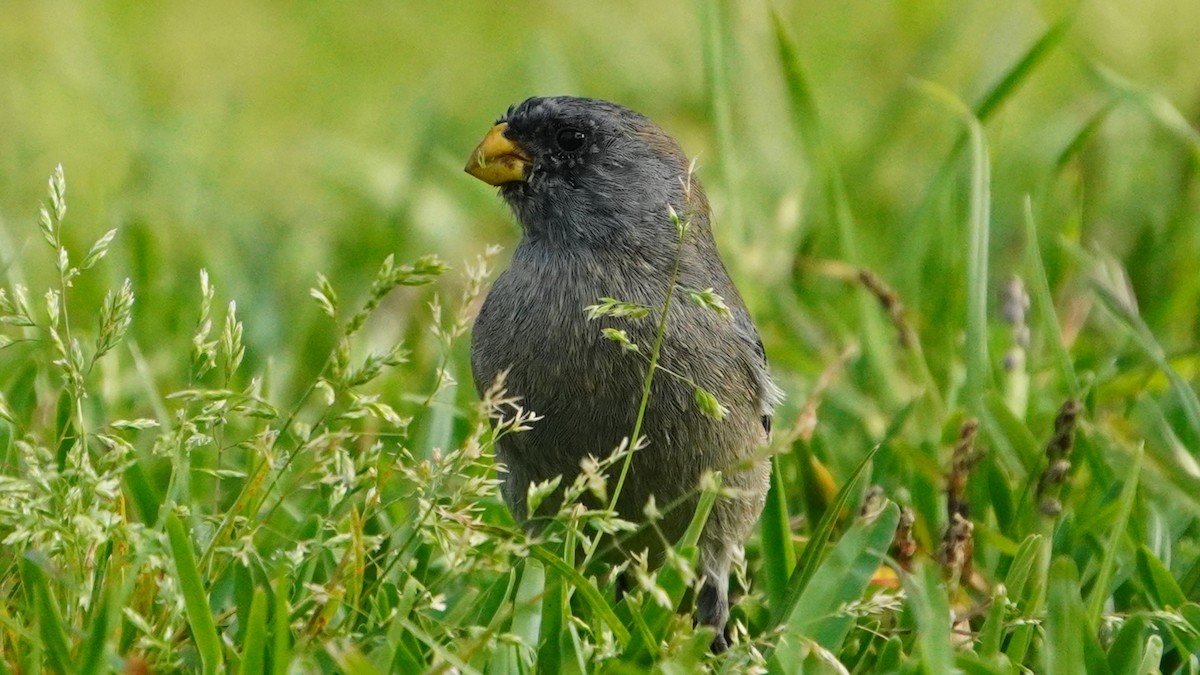 Band-tailed Seedeater - ML646741327