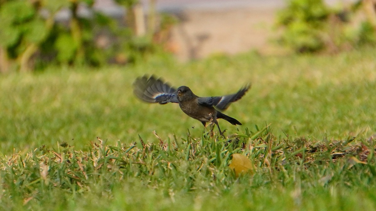 Band-tailed Seedeater - ML646741328