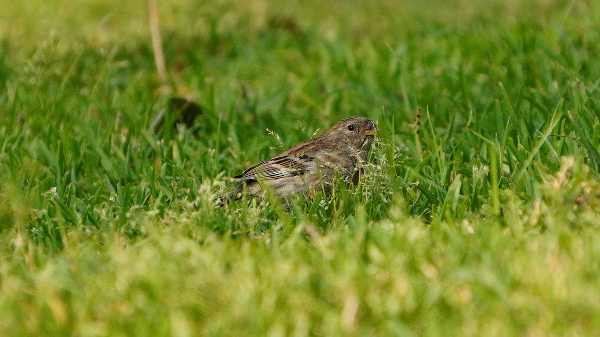 Band-tailed Seedeater - ML646741329