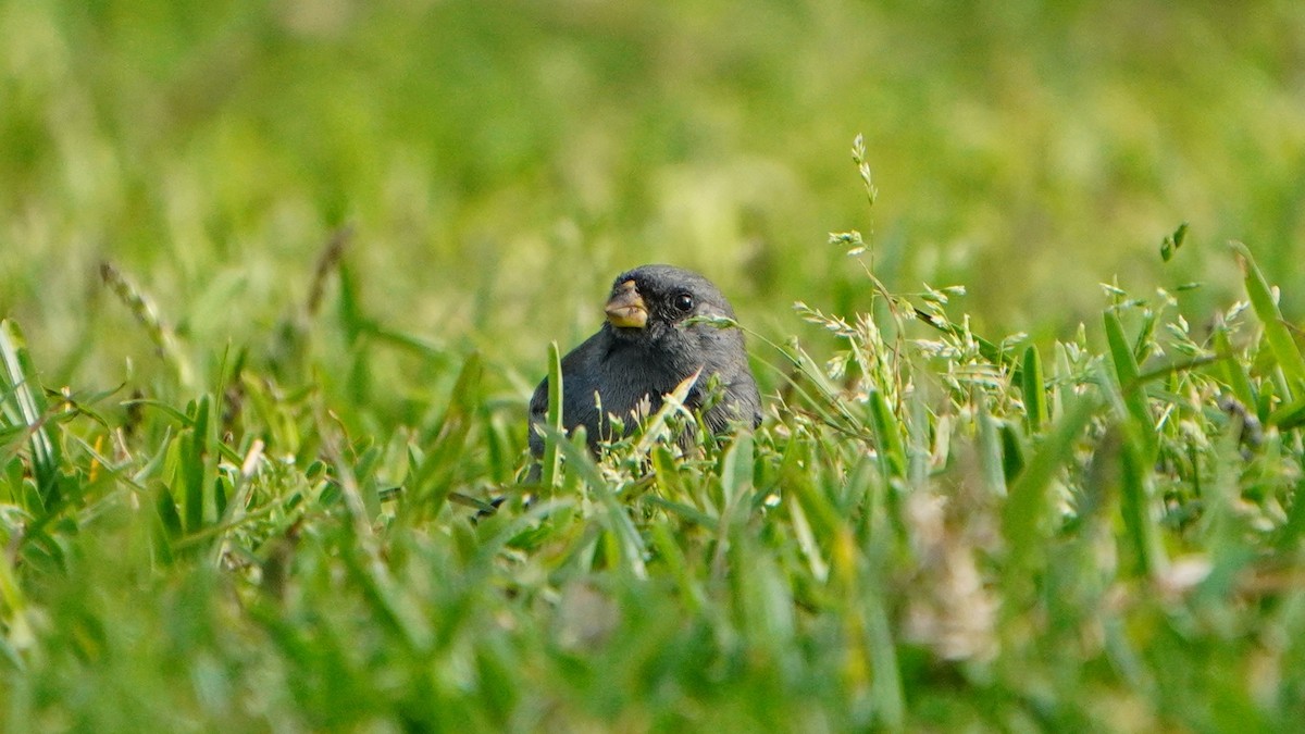 Band-tailed Seedeater - ML646741330