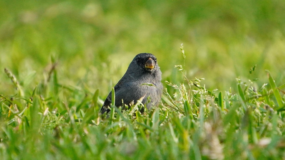 Band-tailed Seedeater - ML646741331