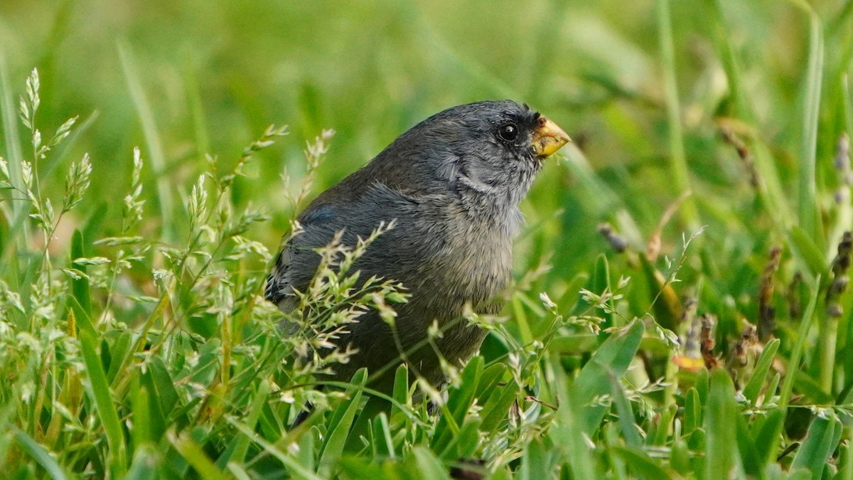 Band-tailed Seedeater - ML646741332