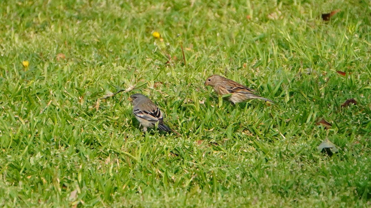 Band-tailed Seedeater - ML646741333