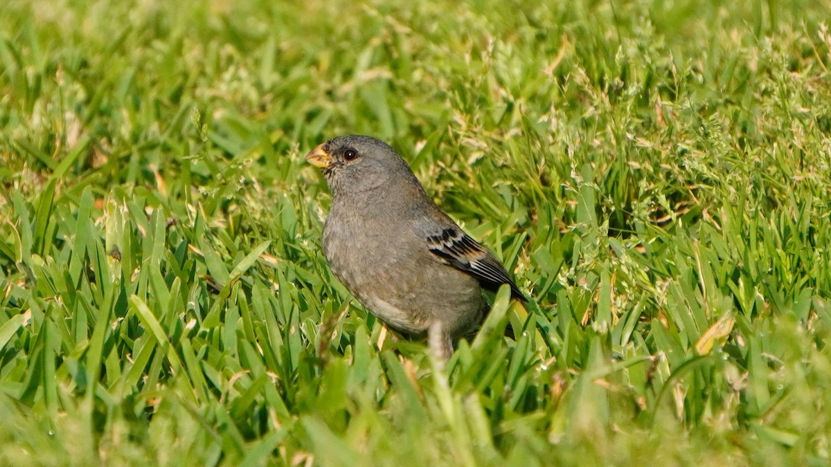 Band-tailed Seedeater - ML646741334