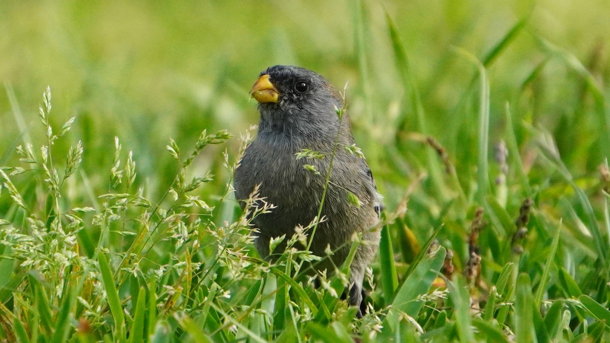 Band-tailed Seedeater - ML646741335