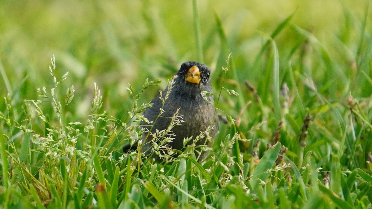 Band-tailed Seedeater - ML646741336