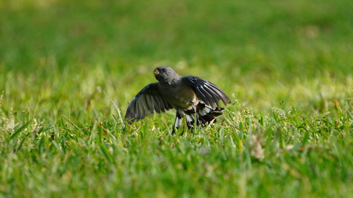 Band-tailed Seedeater - ML646741337