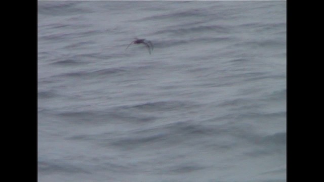 Mottled Petrel - ML646741340