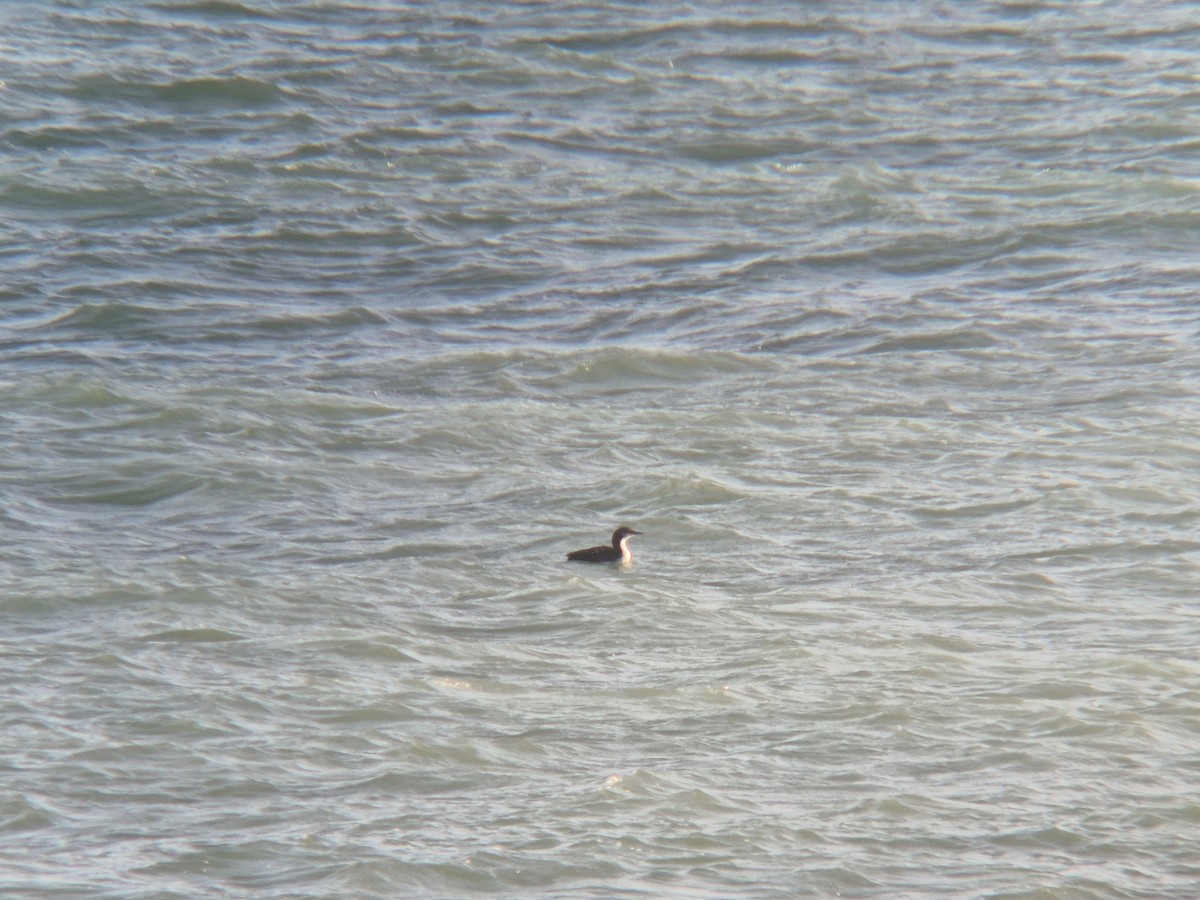 Pacific Loon - ML646741341