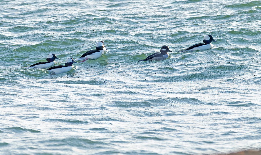 hohol bělavý - ML646741344