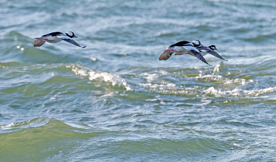 hohol bělavý - ML646741345