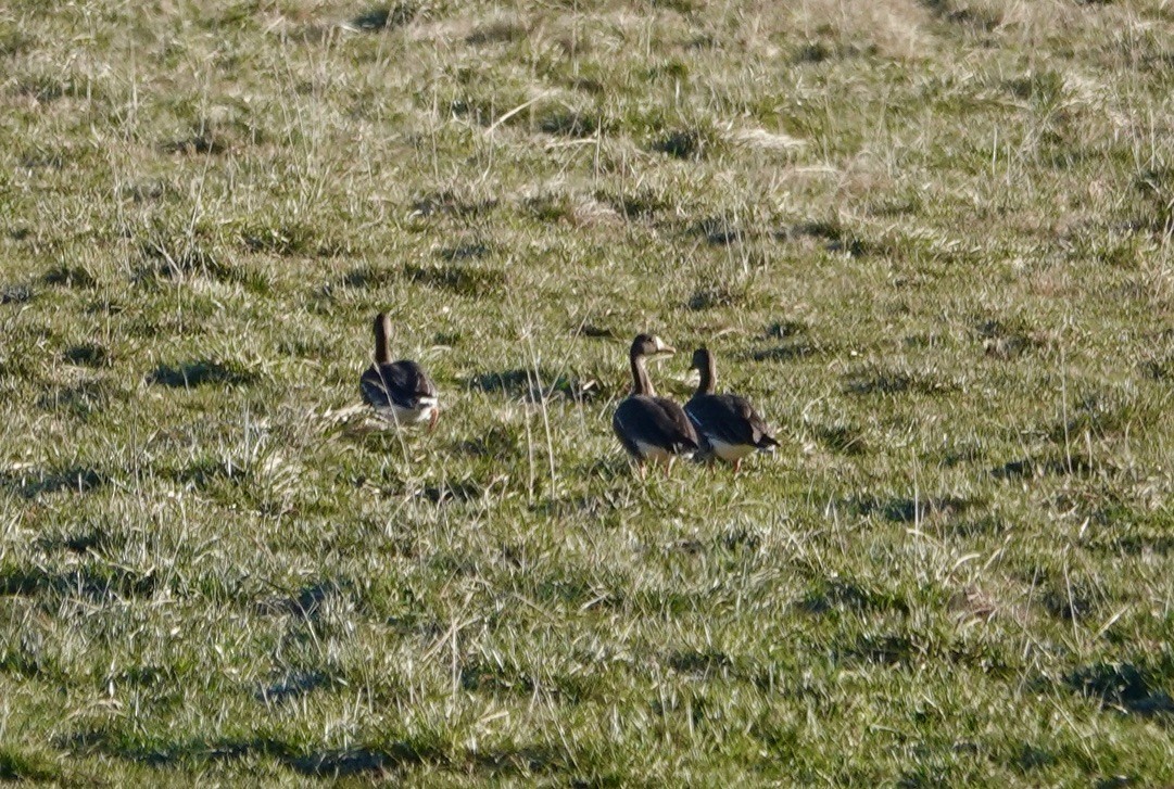 Greater White-fronted Goose - ML646741346