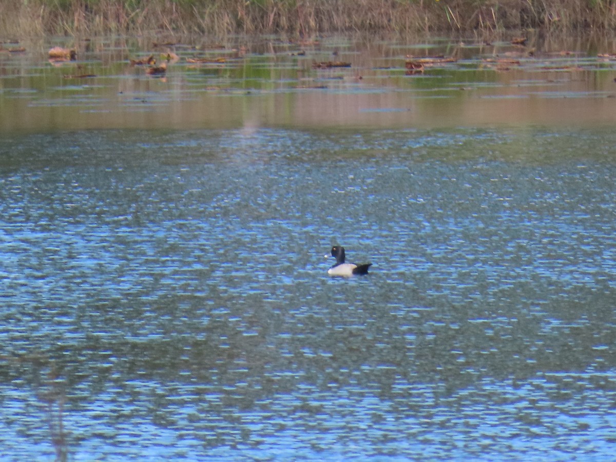 Moretta dal collare - ML646741347