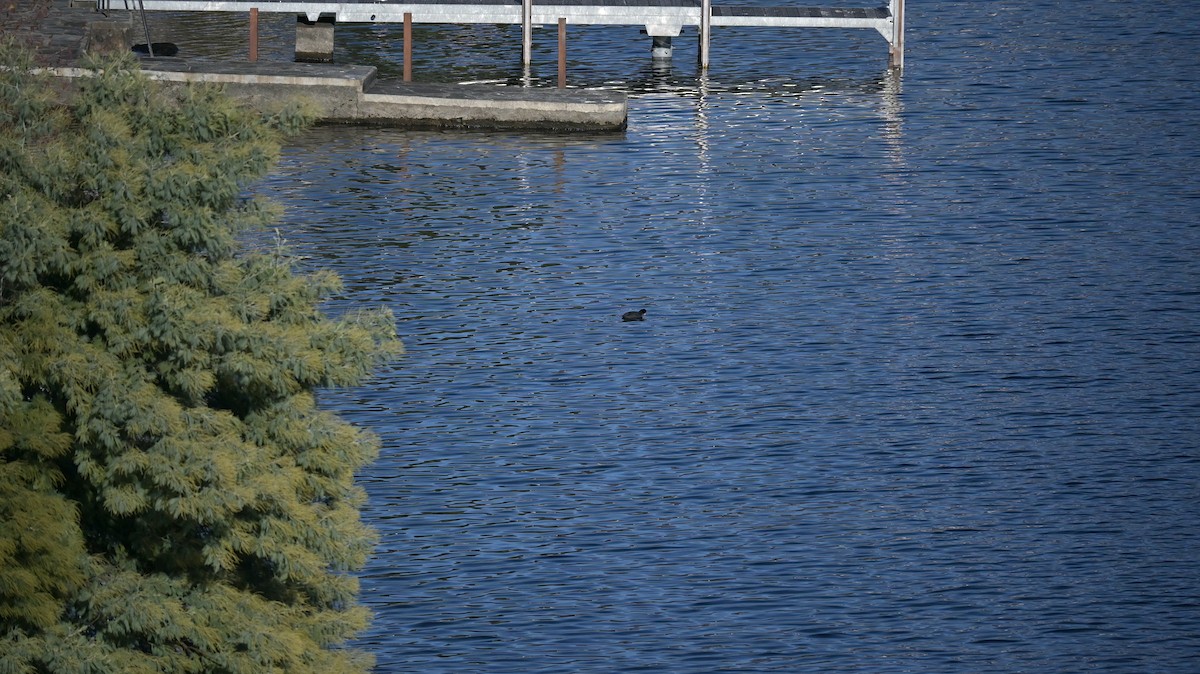 Foulque macroule - ML646741348