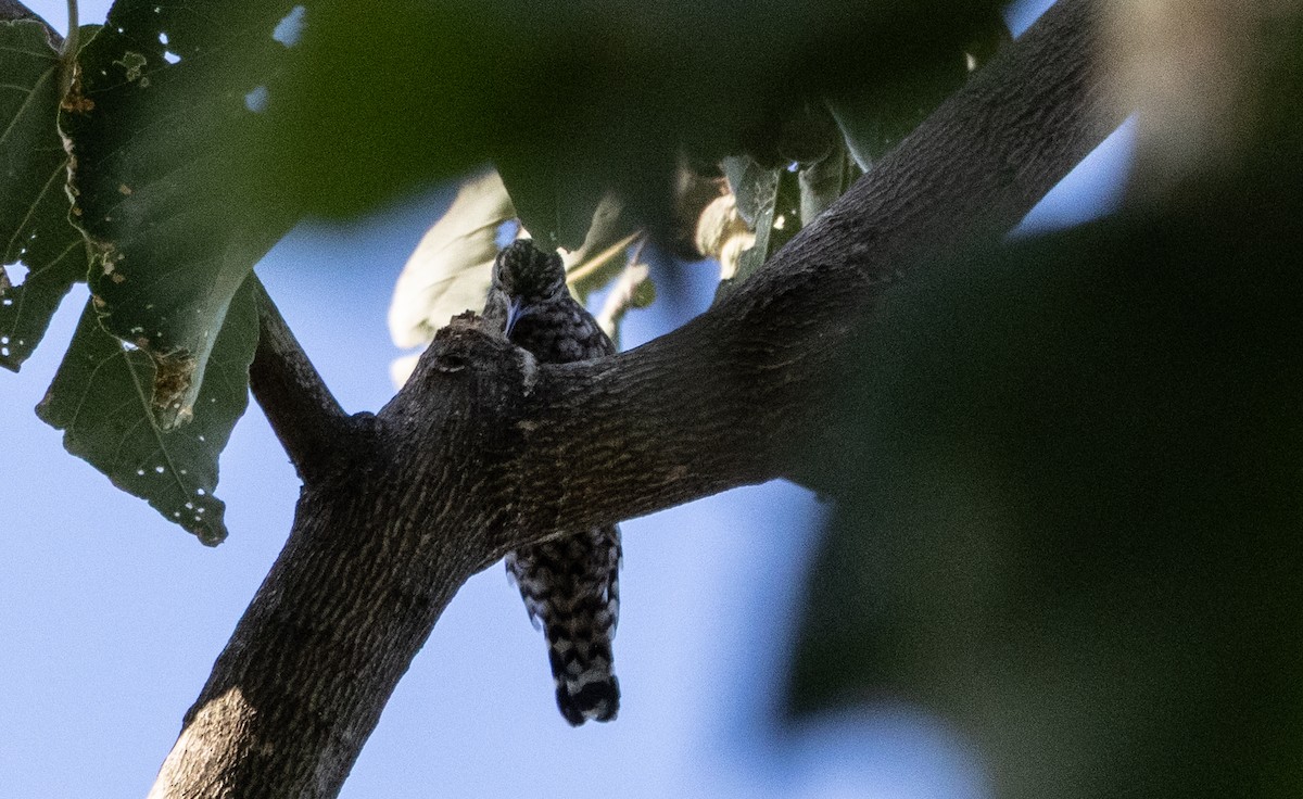 African Spotted Creeper - ML646741349