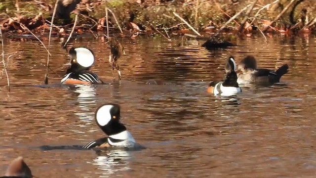 מרגון מקושט - ML646741350