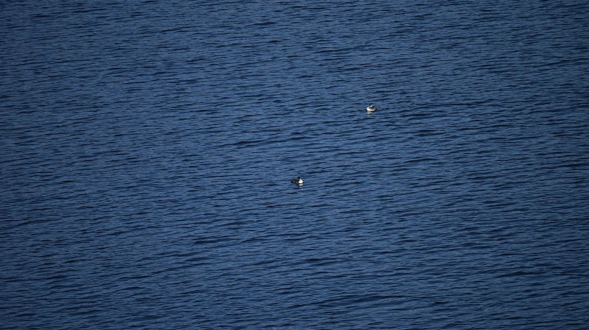 Grèbe huppé - ML646741351