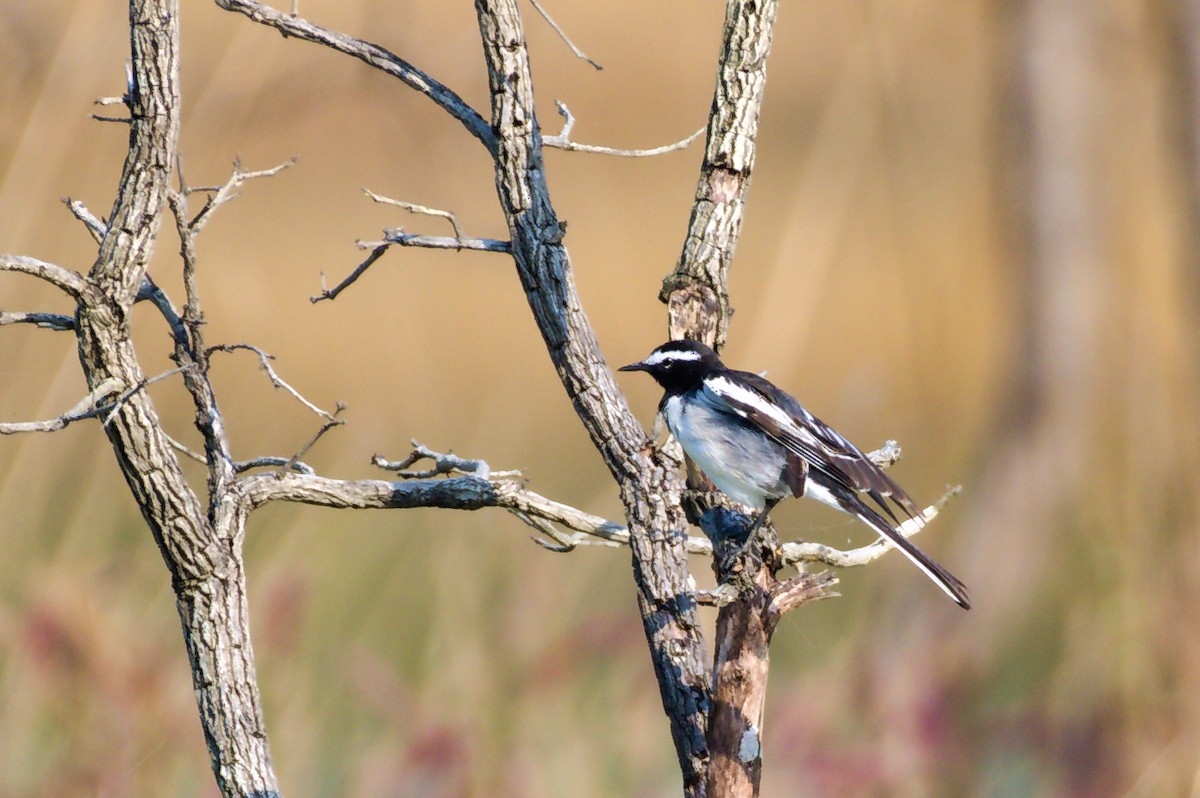 Bergeronnette indienne - ML646741354