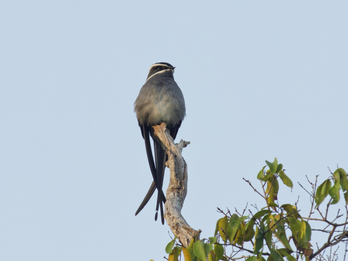 Клехо великий - ML646741357