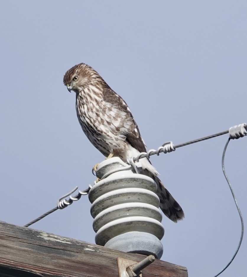 Cooper's Hawk - ML646741358