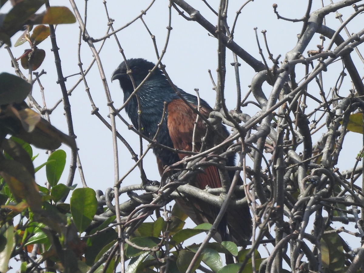 Мадагаскарский кукаль - ML646741361