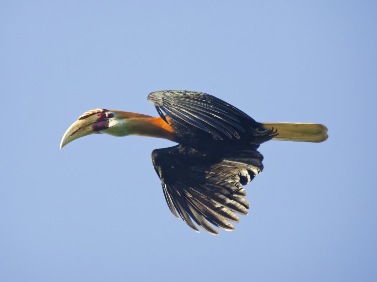 Калао папуанський - ML646741362