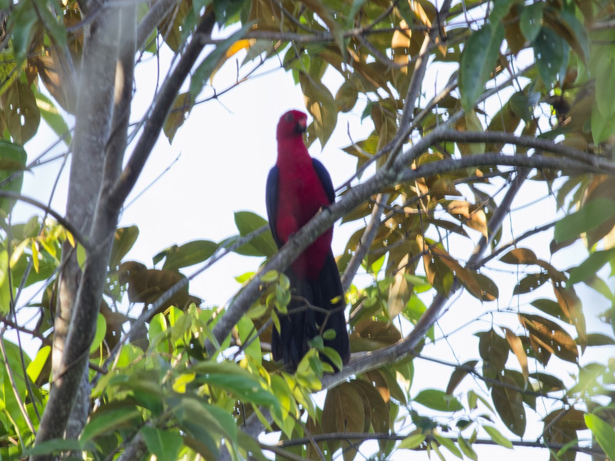 Алістер молуцький - ML646741374