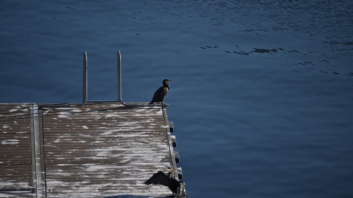 Grand Cormoran - ML646741375