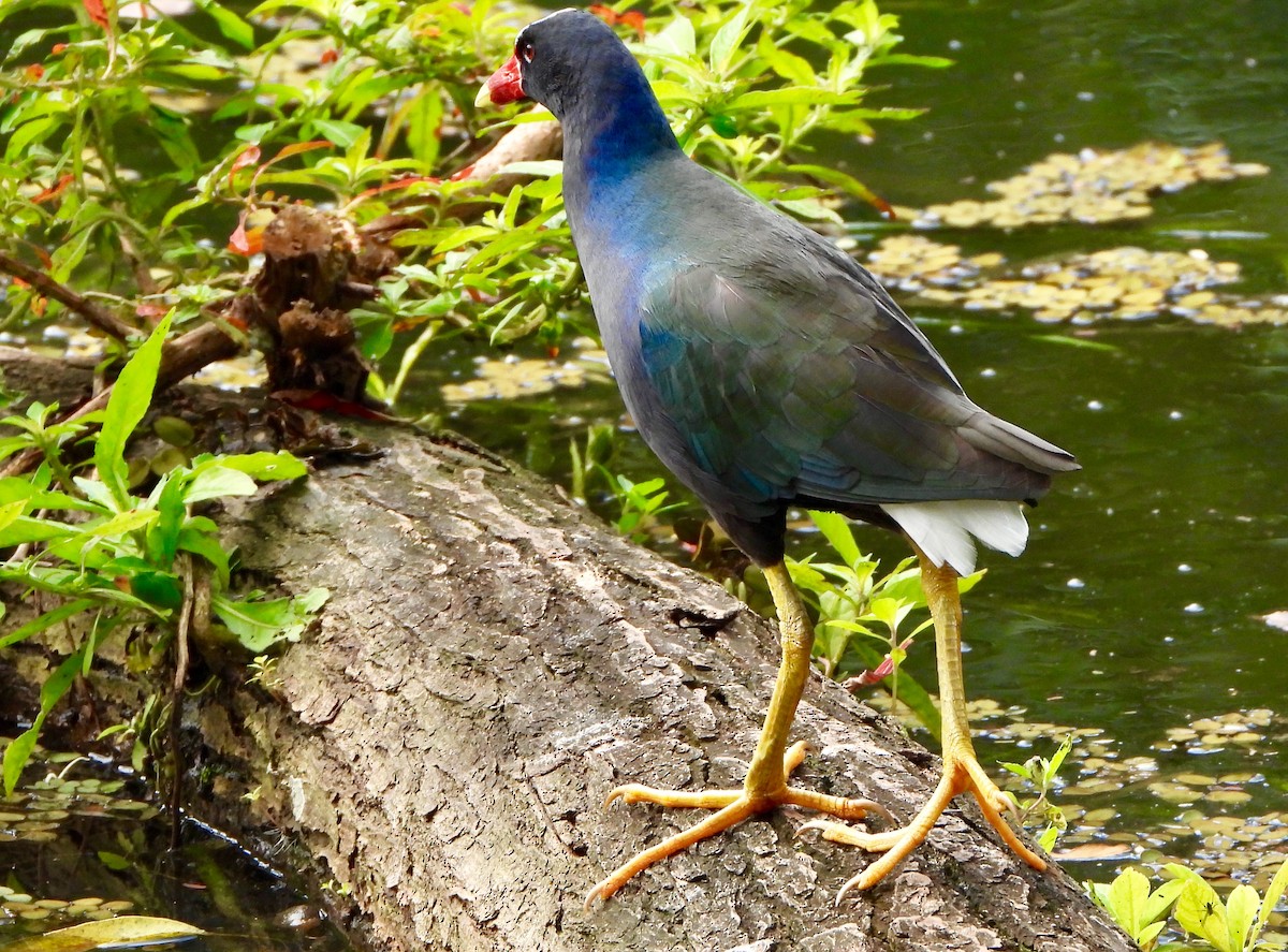 Pollo sultano della Martinica - ML646741377