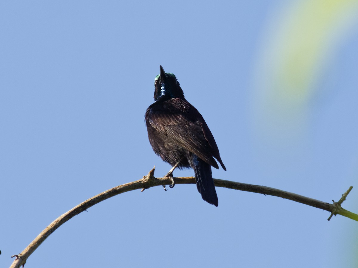 Black Sunbird (Moluccan) - ML646741379