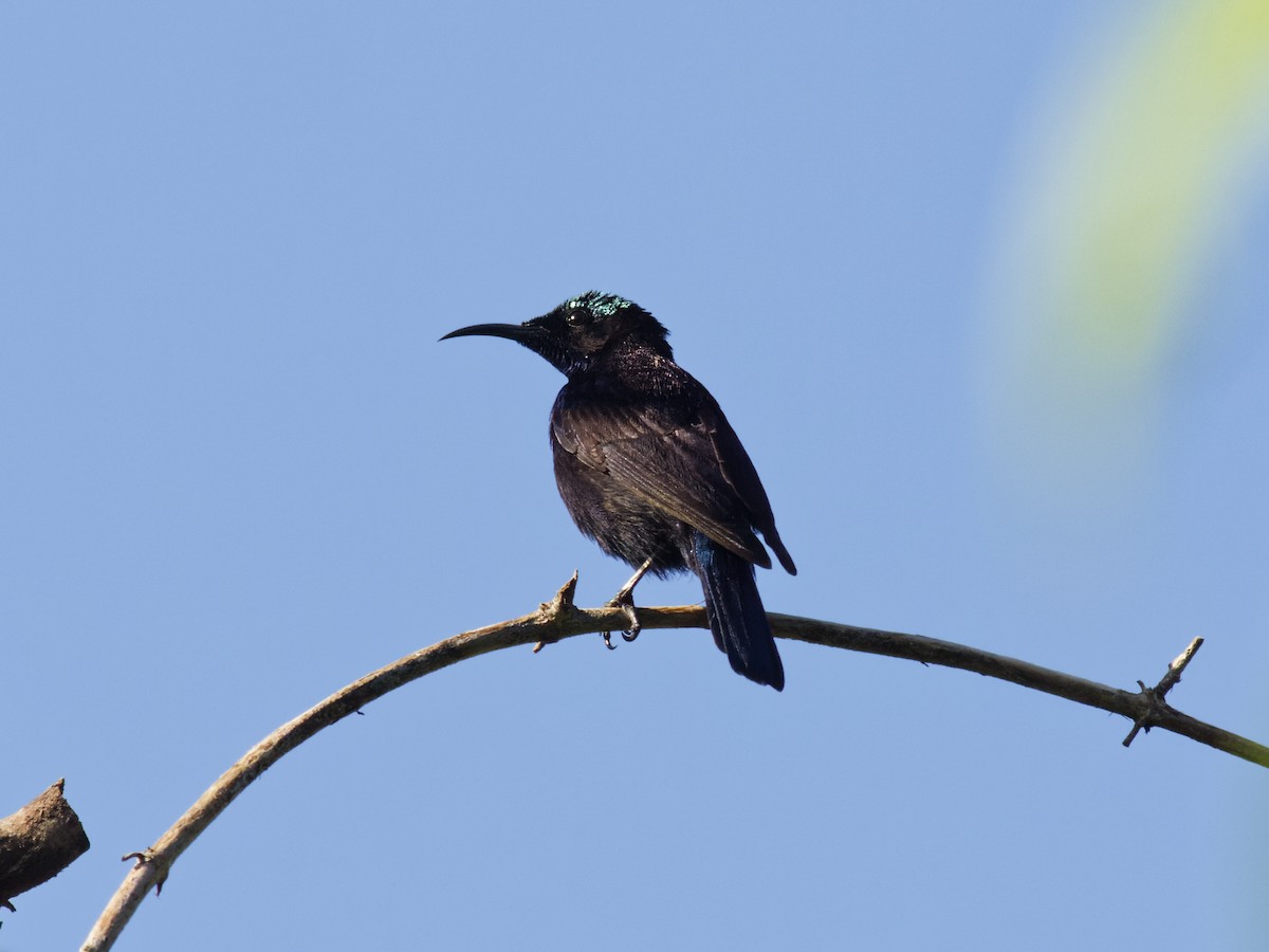 Black Sunbird (Moluccan) - ML646741380