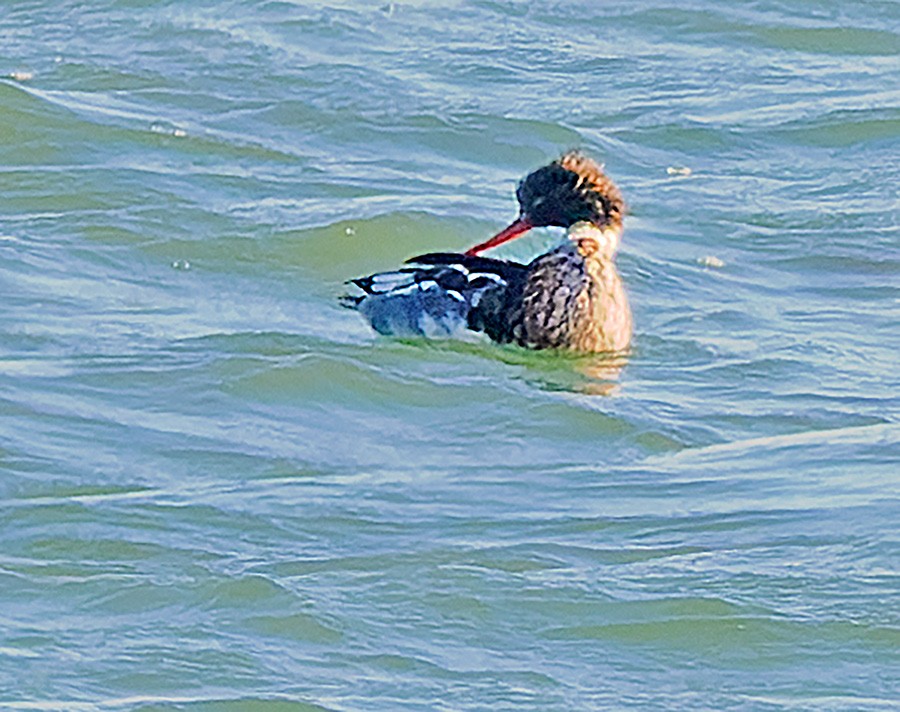 morčák prostřední - ML646741381