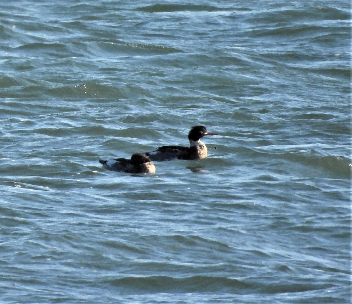 morčák prostřední - ML646741382