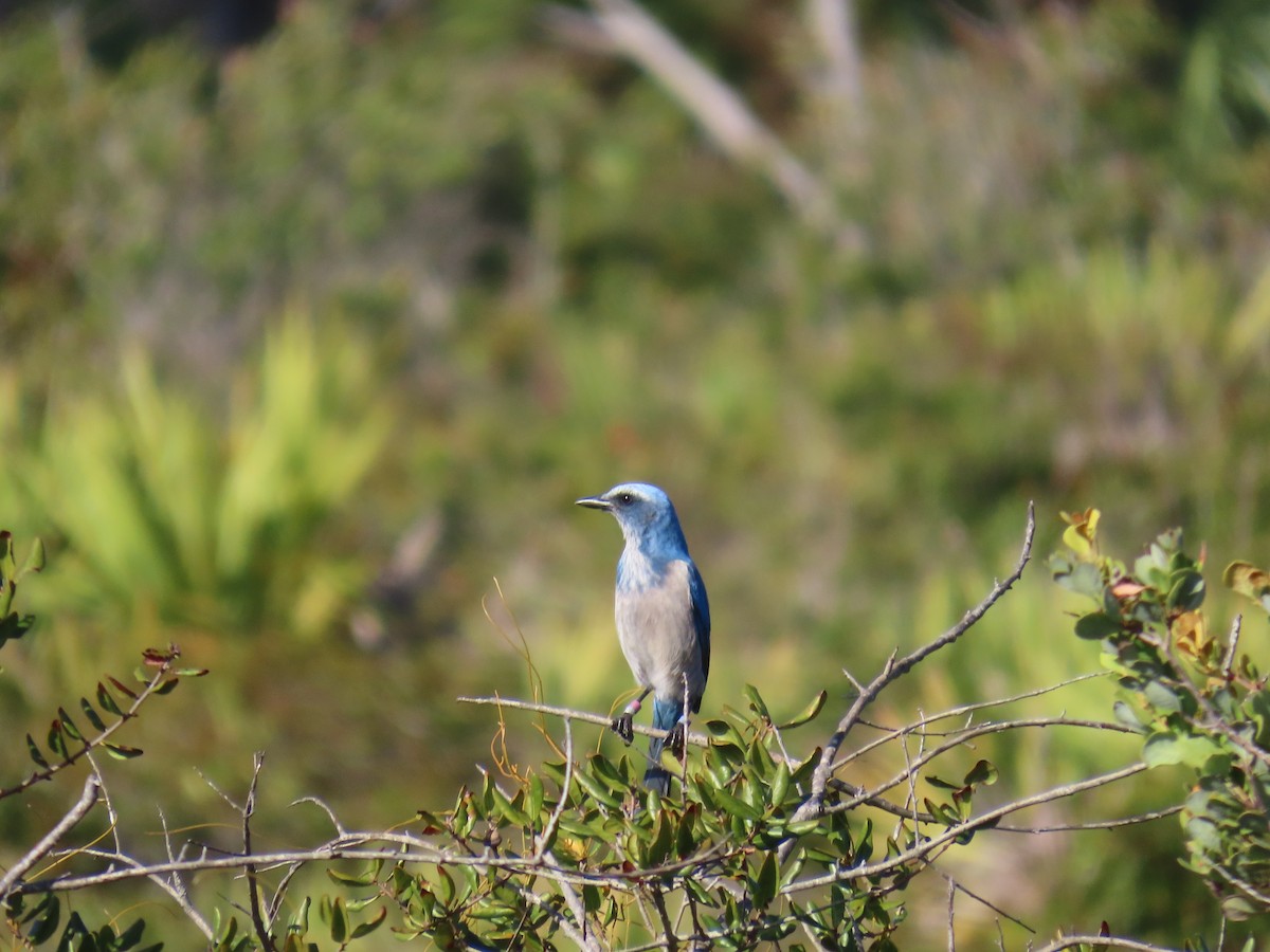 Florida Scrub-Jay - ML646741383