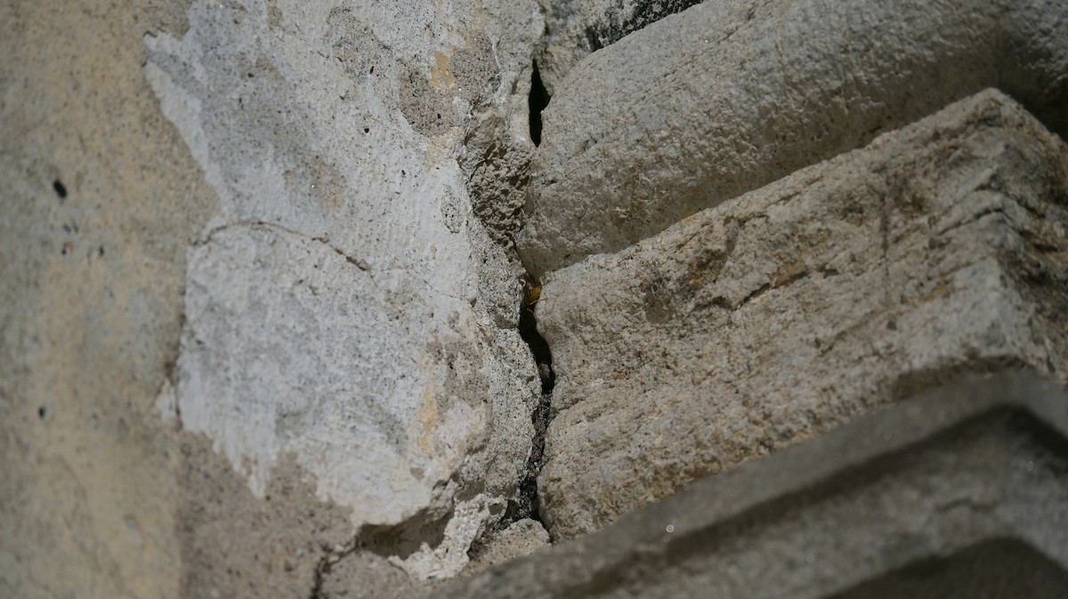 Animaux - ML646741384