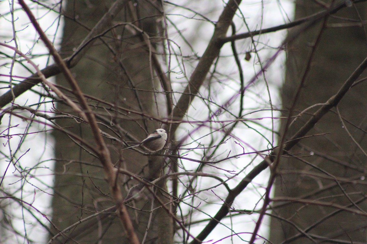 Long-tailed Tit - ML646741385