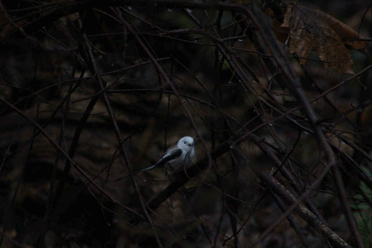 Long-tailed Tit - ML646741386