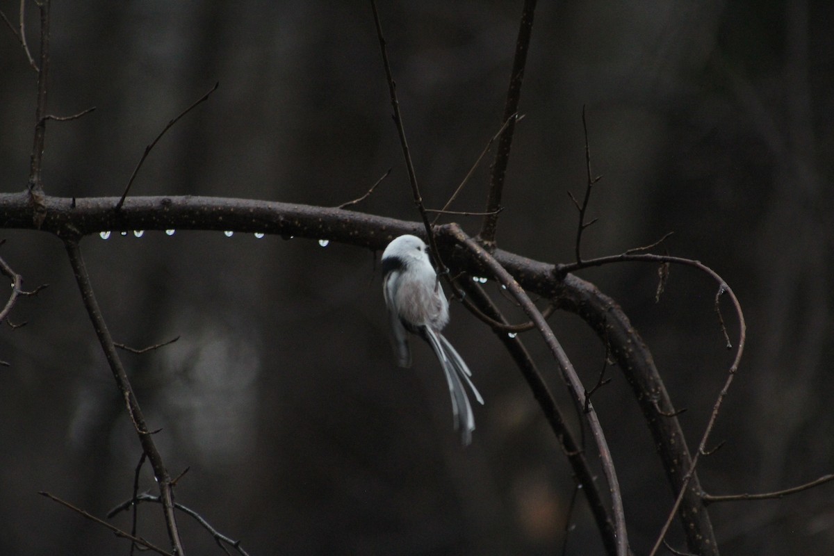 Long-tailed Tit - ML646741387