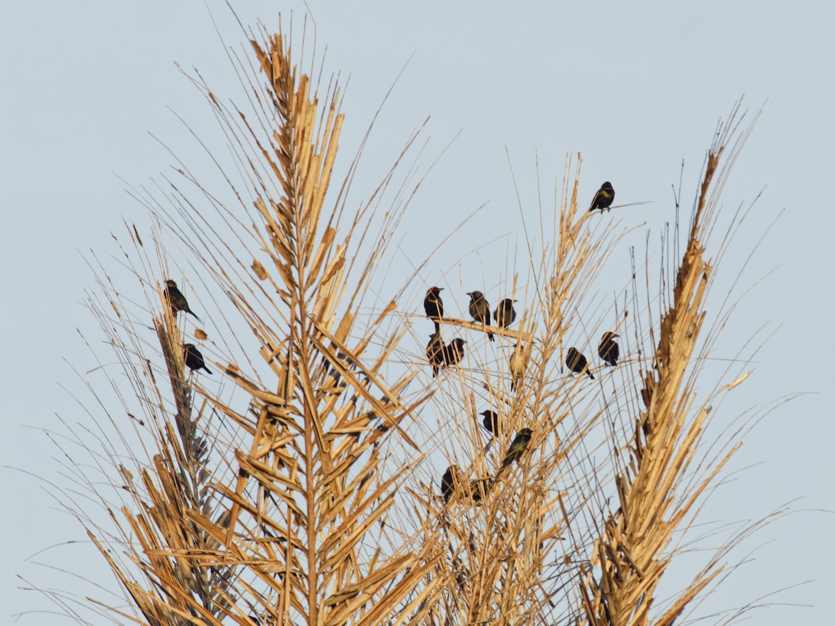 Metallic Starling (Metallic) - ML646741389