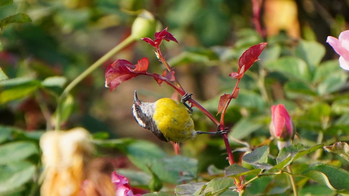 Bananaquit - ML646741390