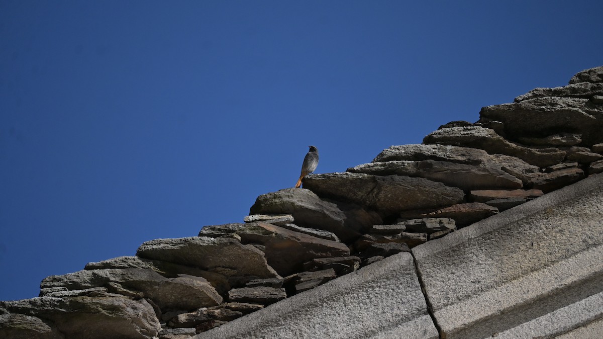 Rougequeue noir - ML646741391