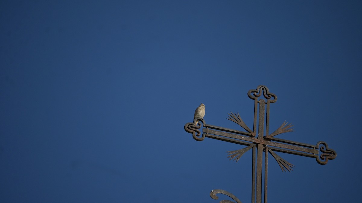 Rougequeue noir - ML646741392