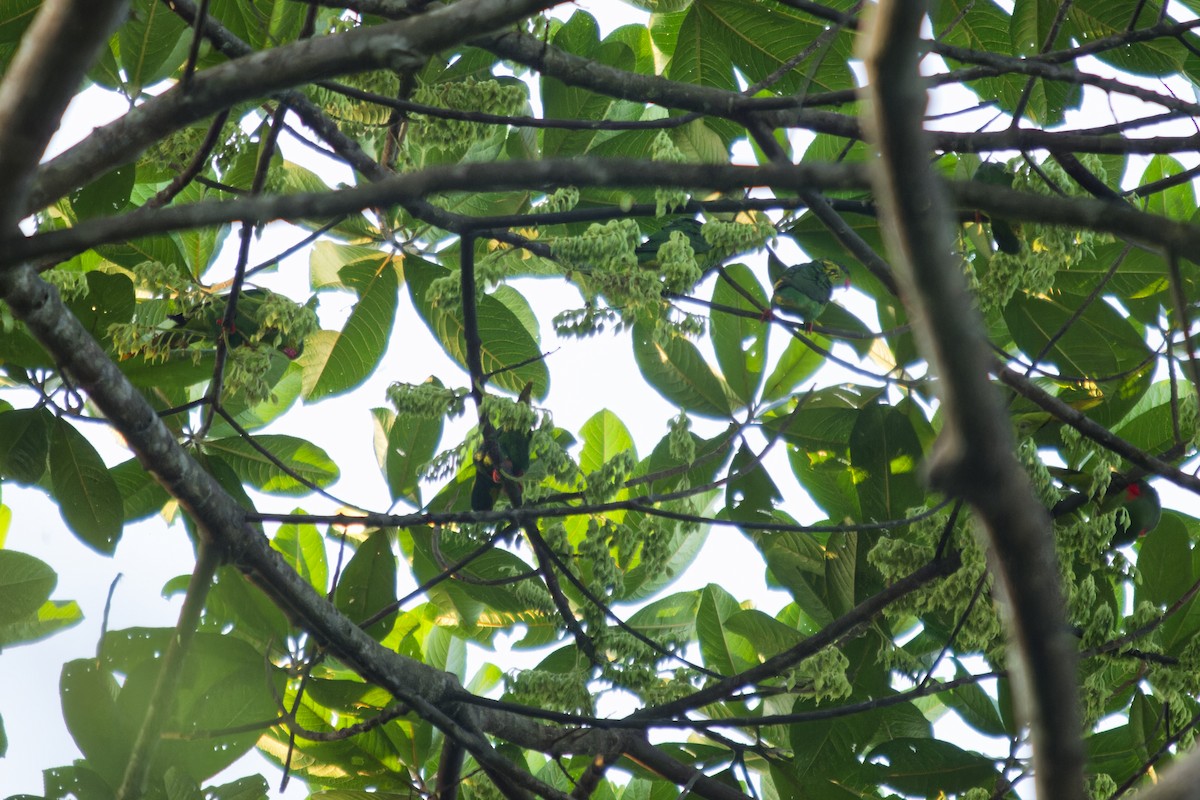 Лорікет червонобокий - ML646741393