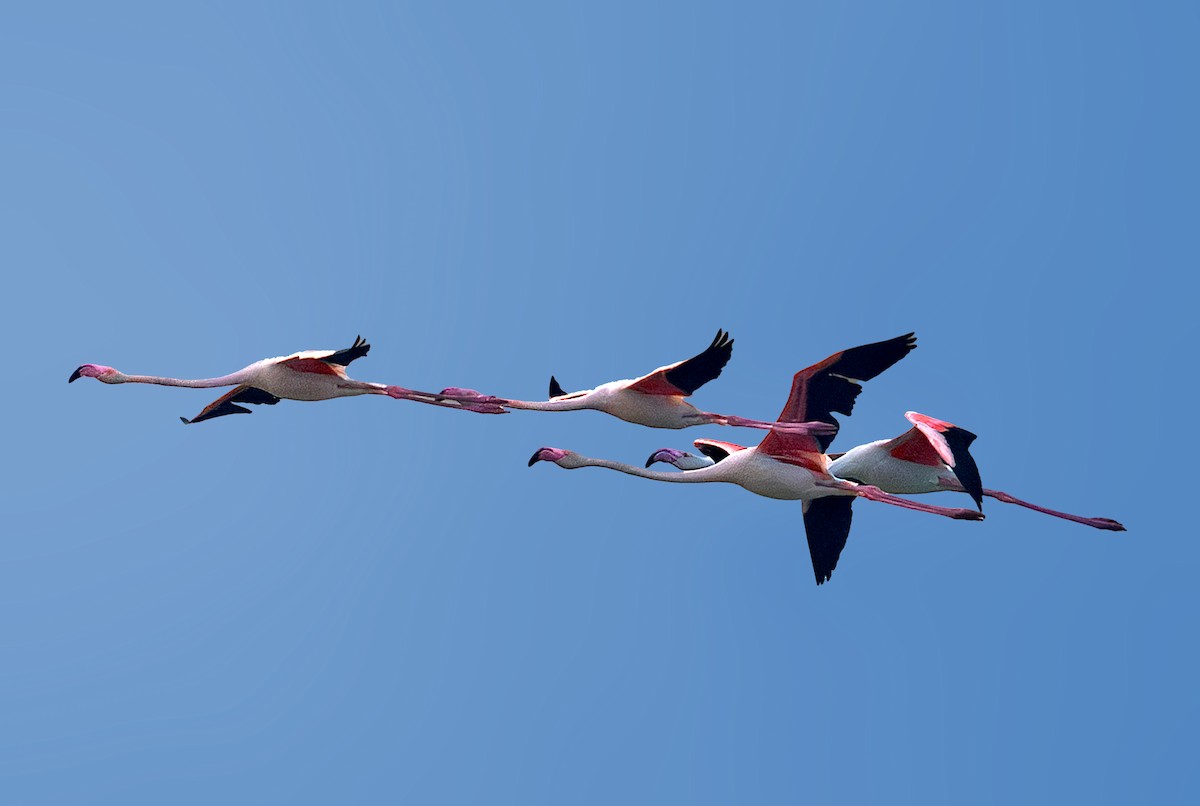 Greater Flamingo - ML646741394