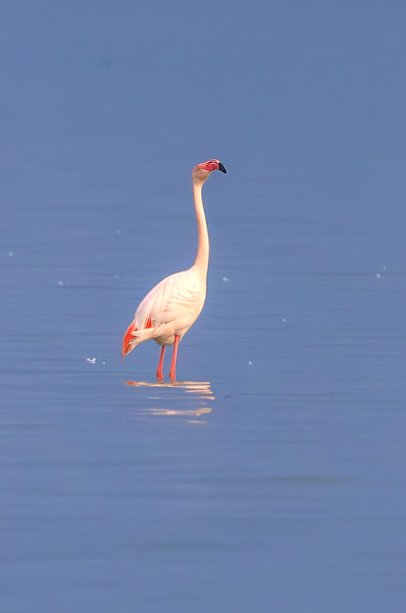 Greater Flamingo - ML646741395