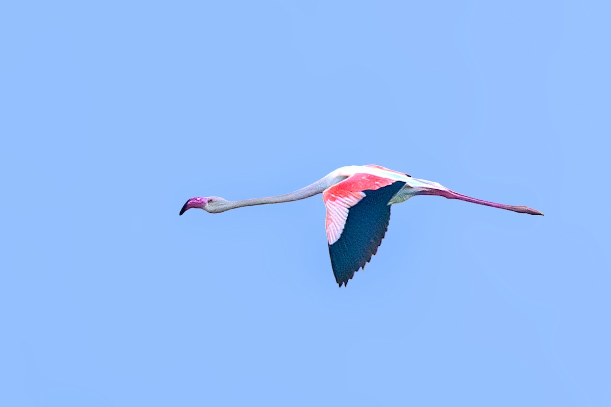 Greater Flamingo - ML646741396