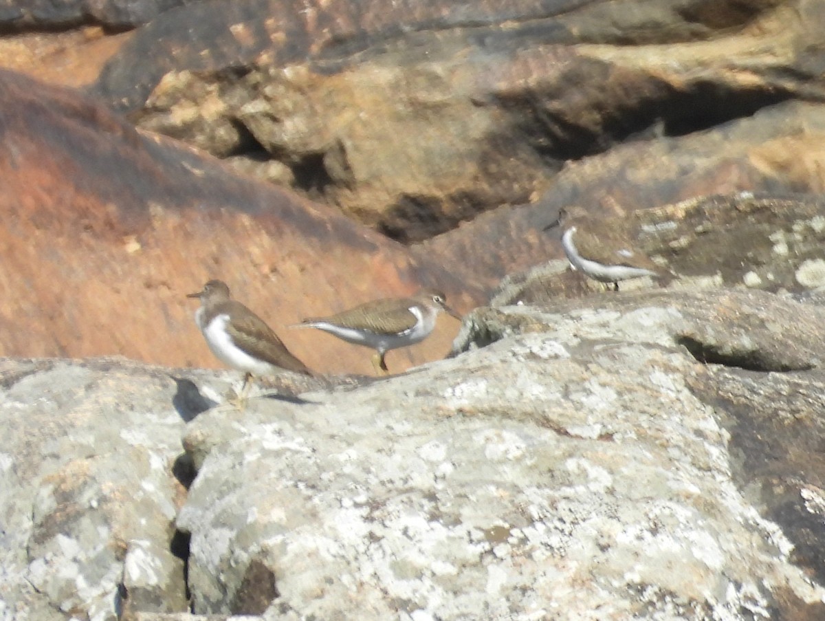 Перевозчик - ML646741397